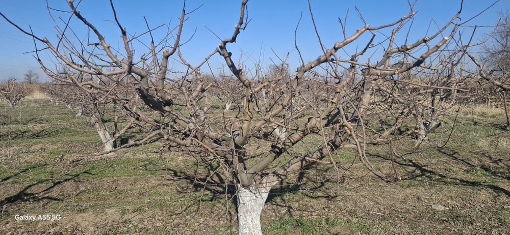 Яблоневый сад, кх