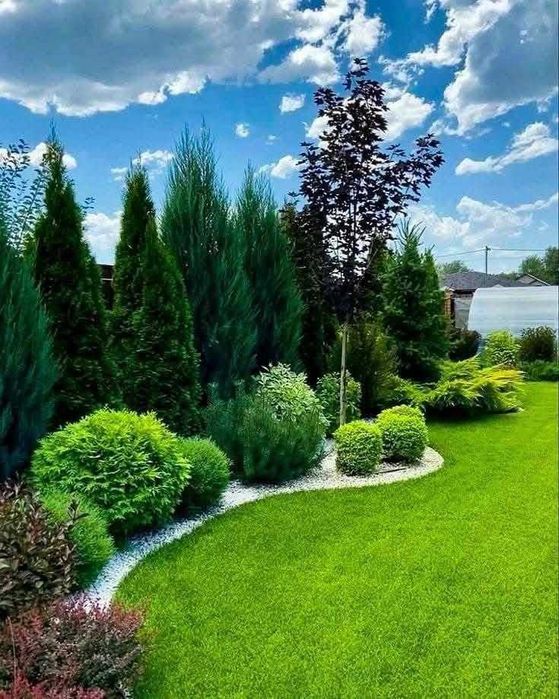 Plante Gard Viu Leylandii - Transformă-ți Grădina | Eco Garden