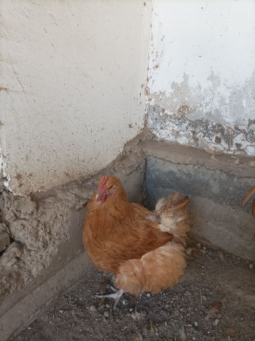 Орпингтон порода кур.Петух и курицы.Молодые,несут яйца.Мясо яичные