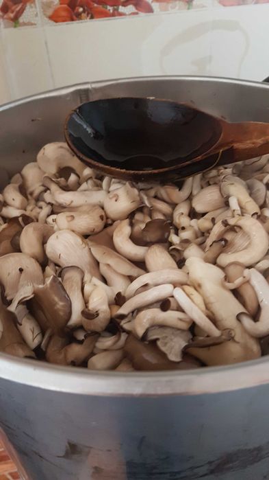 Грибы вешенки  маринованные