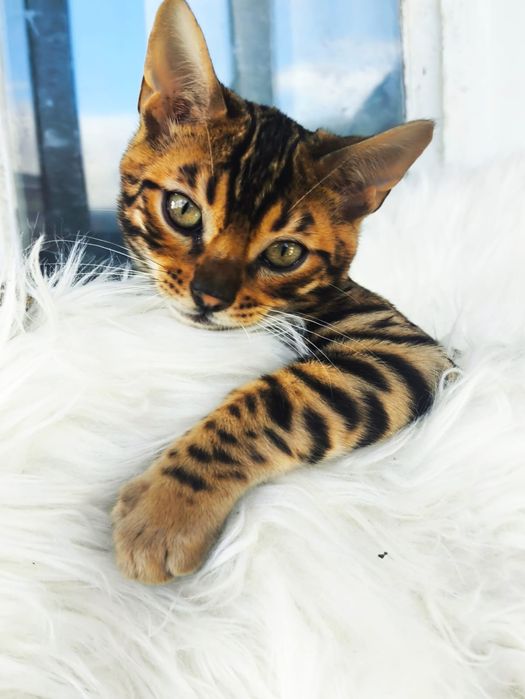 Pisica bengaleza
