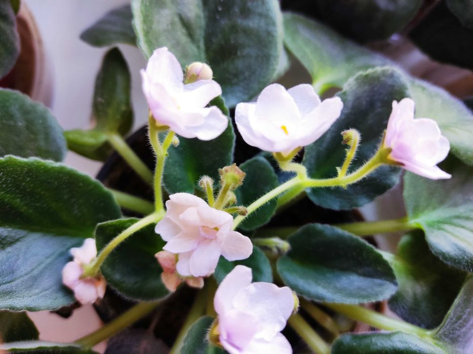 Продам цветок фиалку