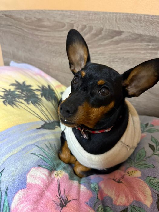 Mini pinscher toy catelusi