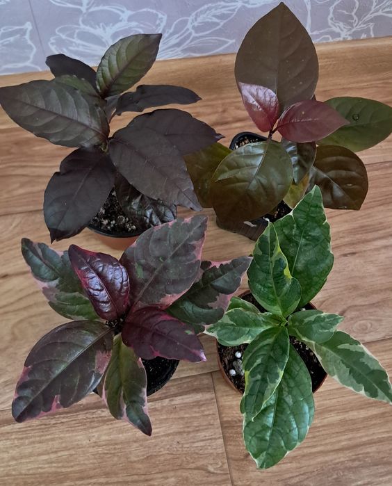 Комнатные растения