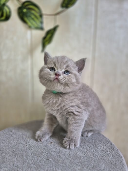 Продаётся  британский котенок