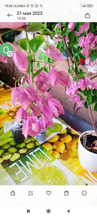 Продам черенки от 1000