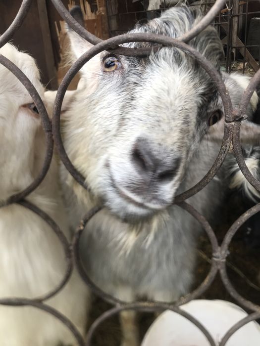 Козлы на случку