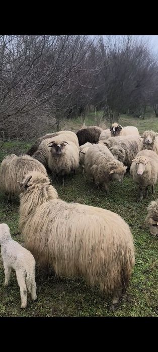 Vând 35 de oi de rasa