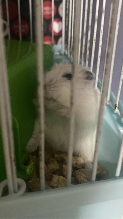 Продаётся хомякк