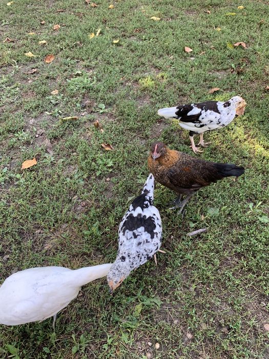 Cocosei pitici( americani)