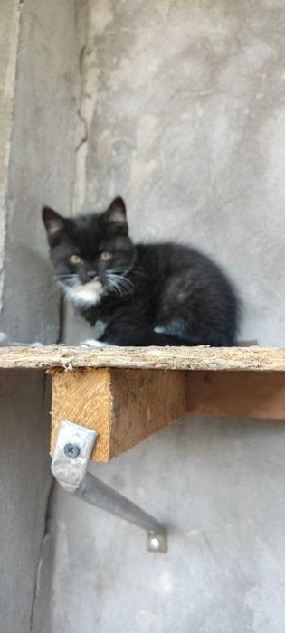 Отдам даром котята в добрые руки