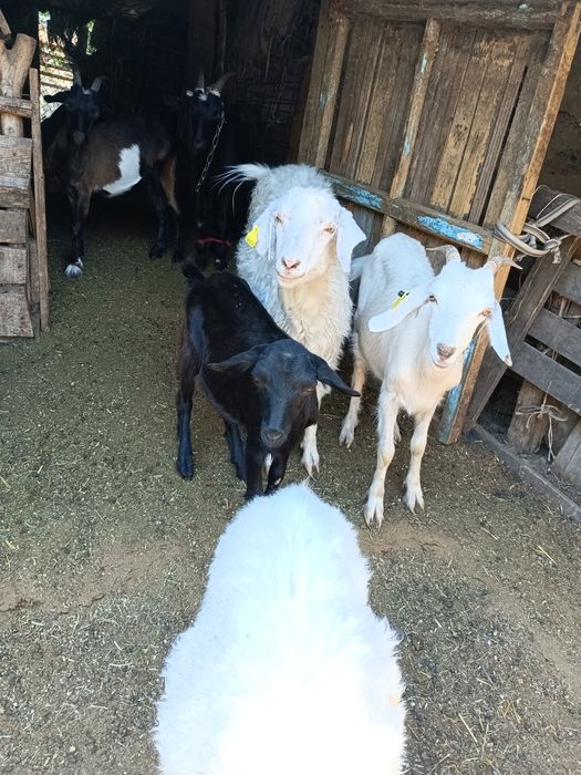 Продам коз молочной породы