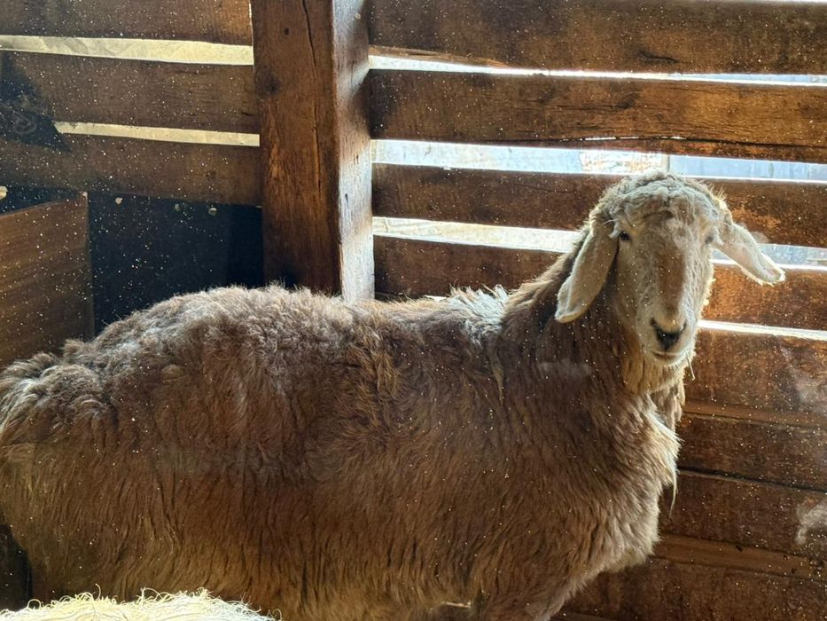 Овца кочкарчик крупные