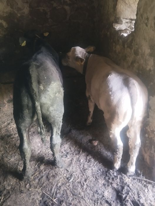 Doi vitei de vanzare