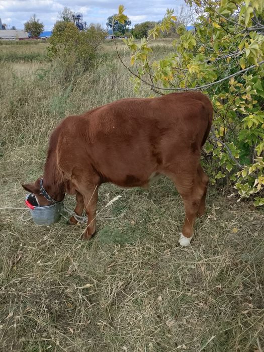 Продам телят, бык, КРС. Бычки