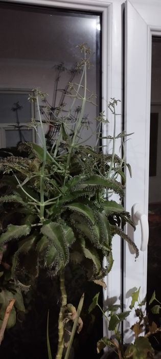 Продаётся комнатную цветы