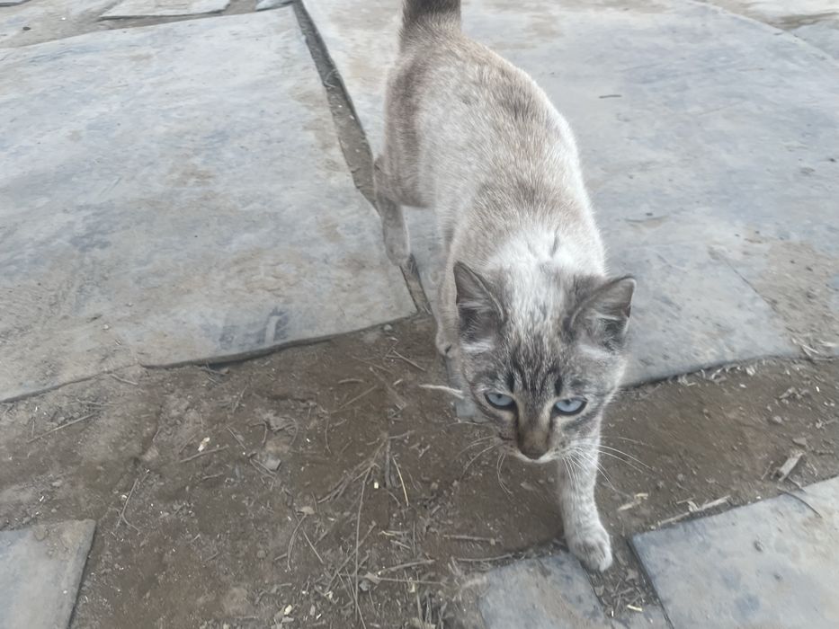 Кот хорошенький с синии глазами