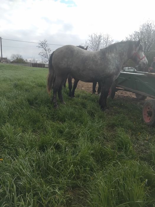 Vând iapă sura vîrta 3 ani gestantă