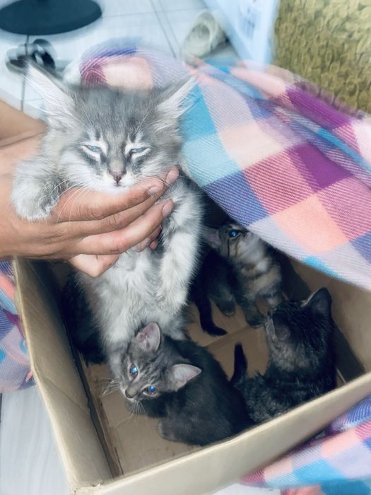 Кошки бесплатные