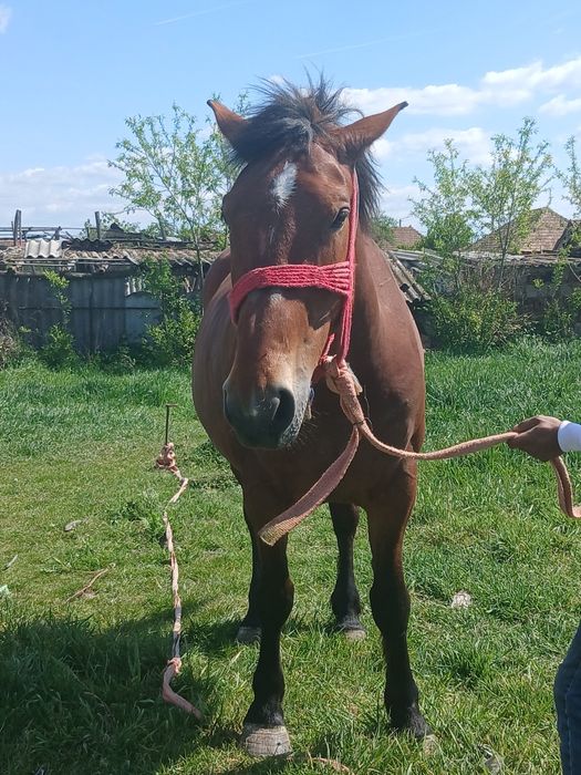 Iapă de vanzare are 6 ani 800 de kile nr 0759410973