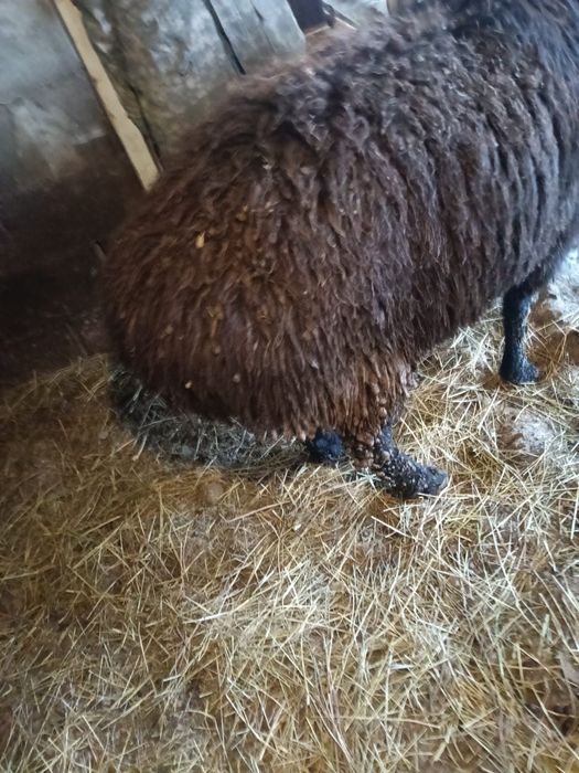 Продам Кошкара или есть вариант обмена