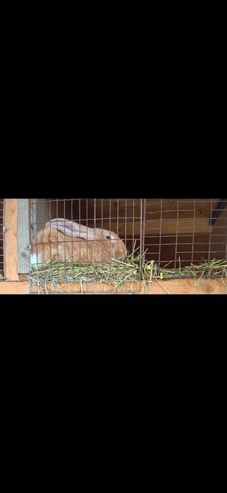 Asi schimba femela berbec german agouti/ femela urias german galben