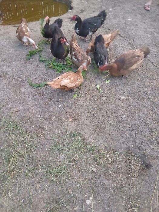 Vând rațe leşeşti