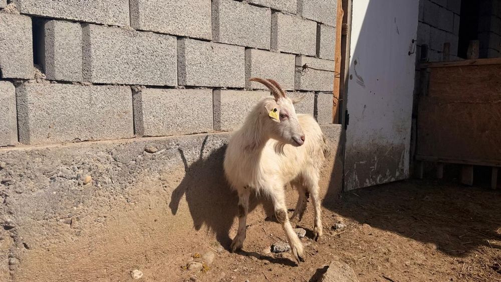 Занен ешкілер орыс