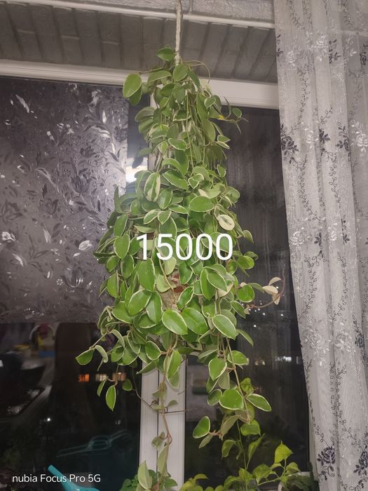 Комнатные растения