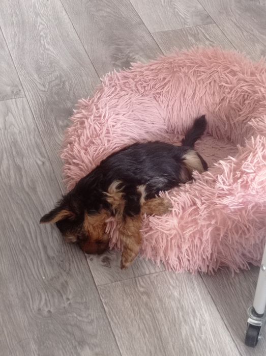 В продаже щенки йорка  с прививками