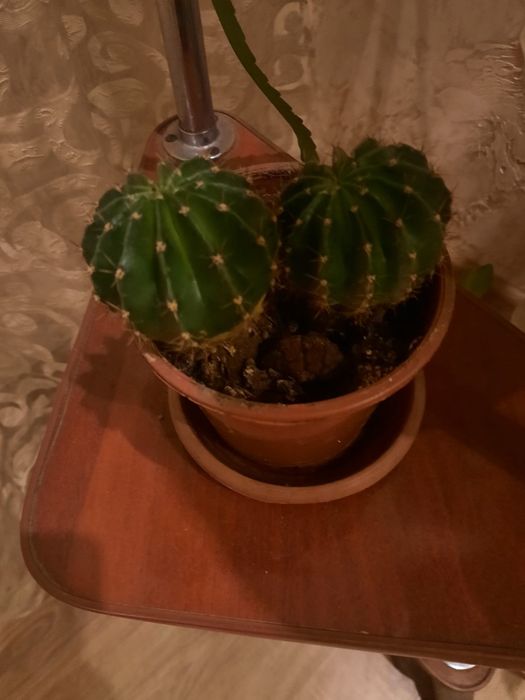 Комнатные цветы в горшках