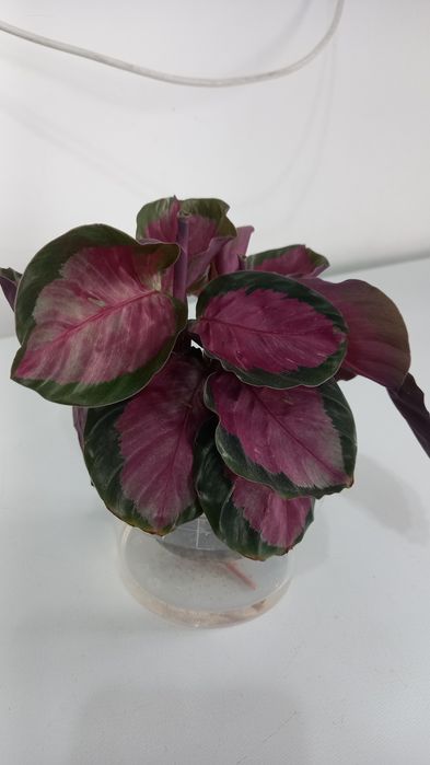 Продам калатею (маранта)