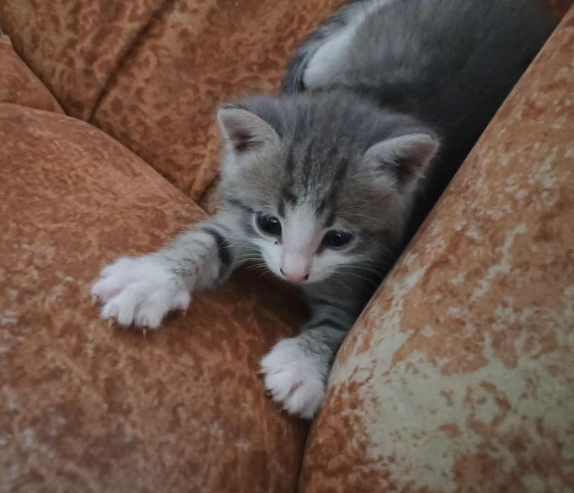 Отдам котёнка, девочка.