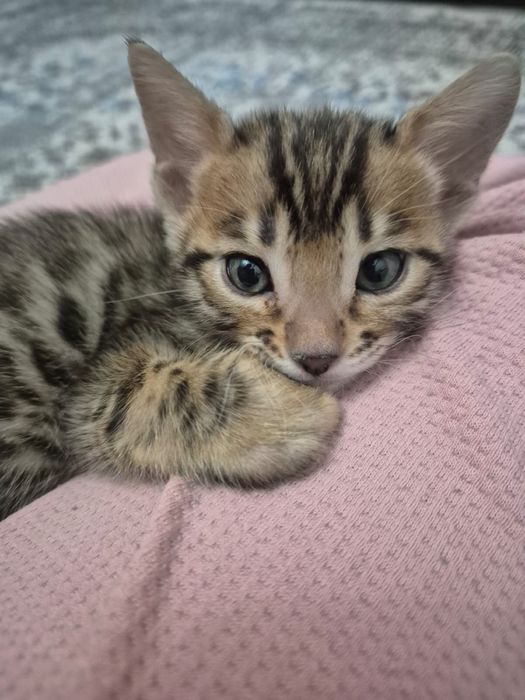 Бенгальские котята