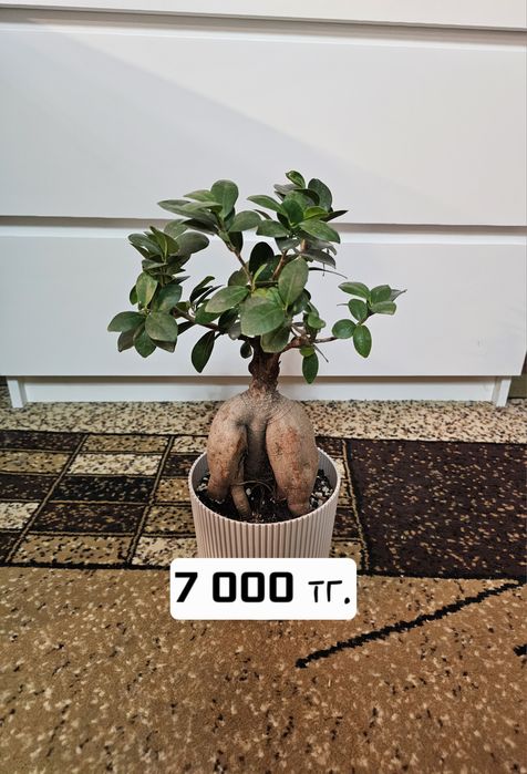 Продам комнатные растения.