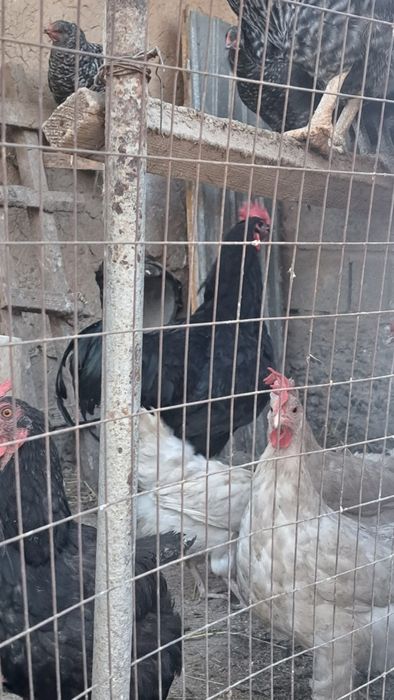 Джерсийский гигант