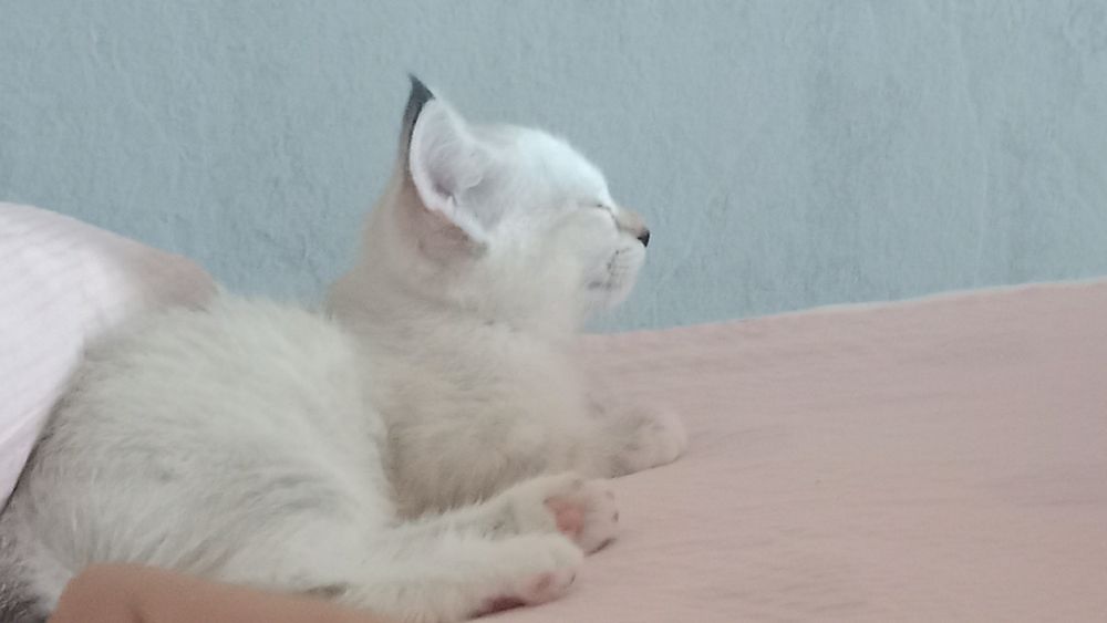 Отдам котят у нас 3