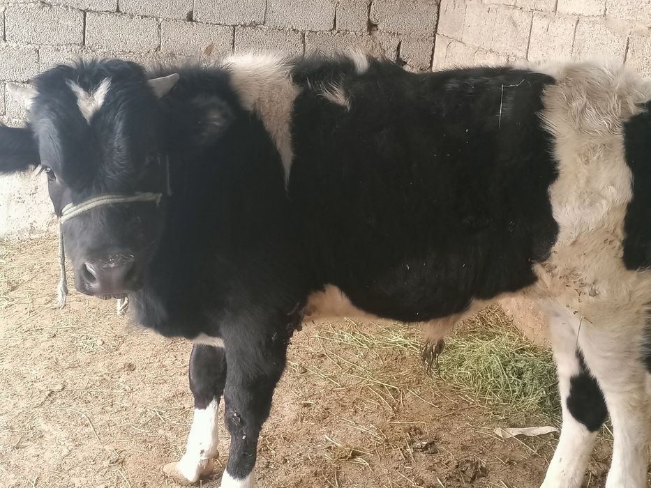 Сатылады өгіз бұзау