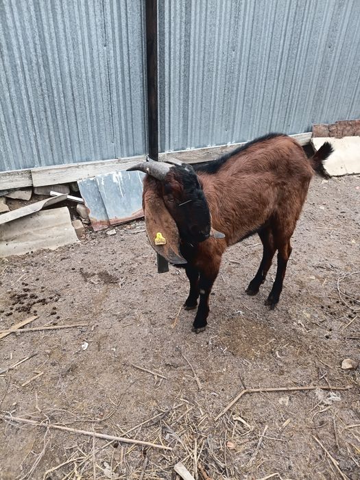 Козлы(теке)  продаются