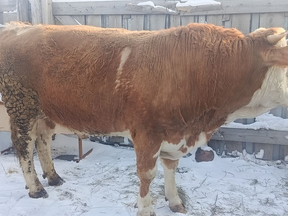 Продам племенного быка симментала.