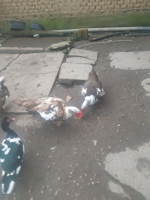 Vand rate mute foarte frumoase