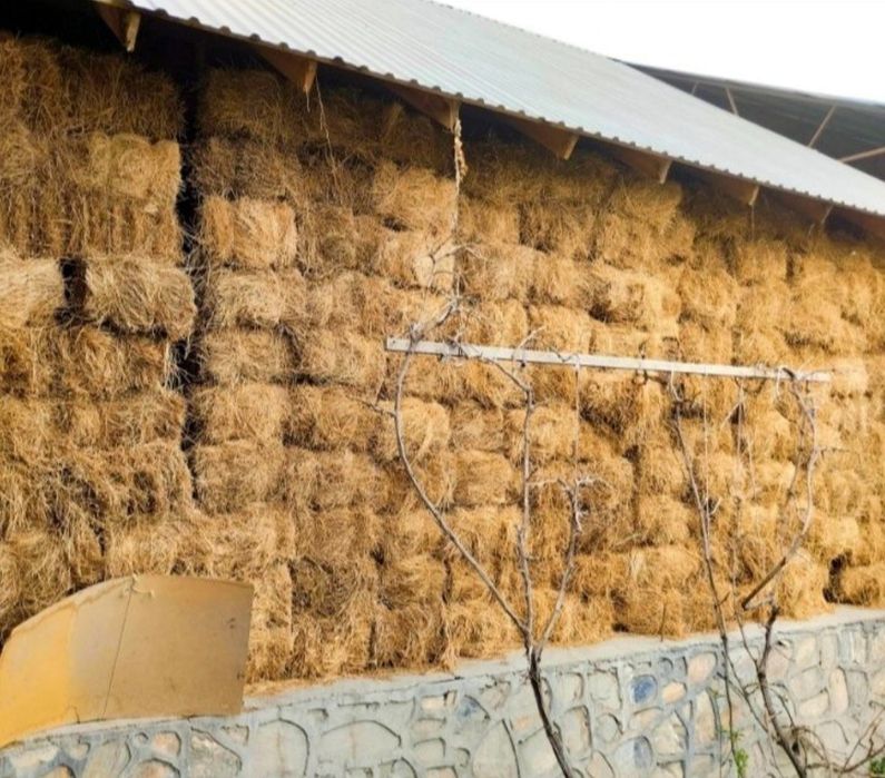 Somon press (kotta sariq somon)