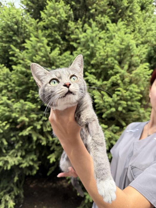 Котенок ищет дом