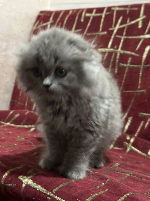 Котенок..мальчик