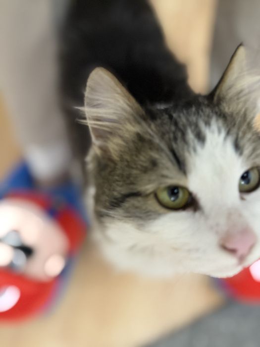 Отдам кота в добрые рукие