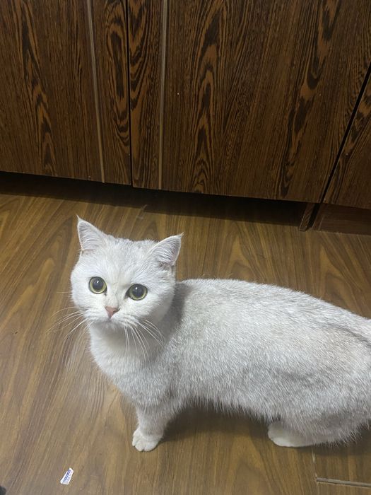 Mushuk sotiladi zoti shatlaniski shin shinla