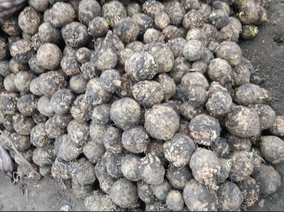 Morcov,țelina, ridichie si sfeclă rosie