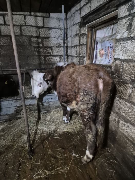 Телочки 330000 тенге