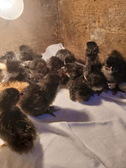 Pui de găină ieftini