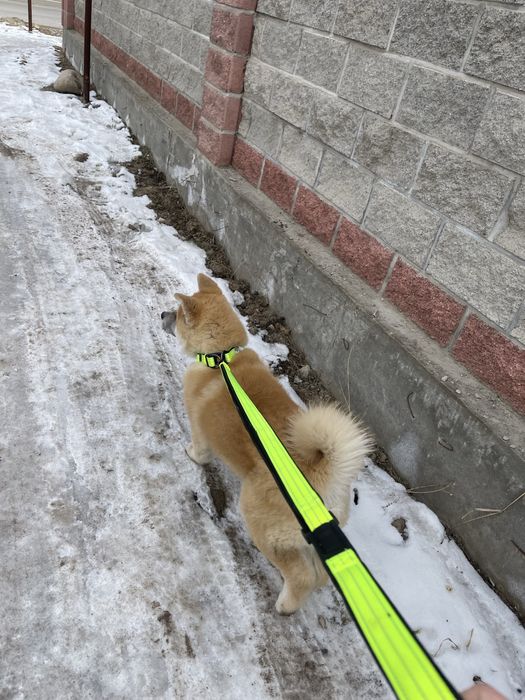 Собаки домашние животные